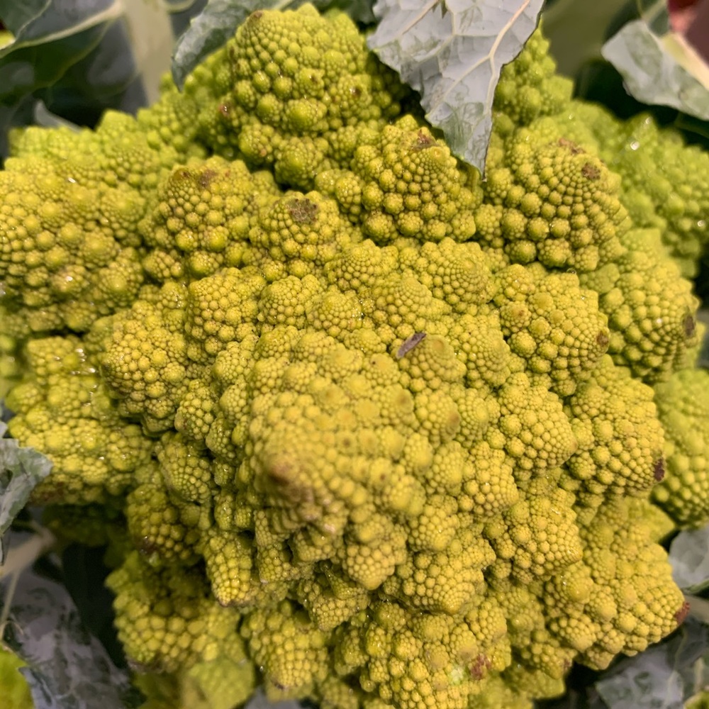 Meet your Posher, Campbell